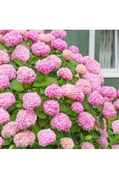 Hydrangea macrophylla Silky Pink